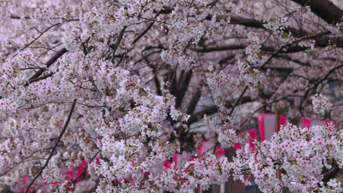 东京目黑河沿岸樱花盛开