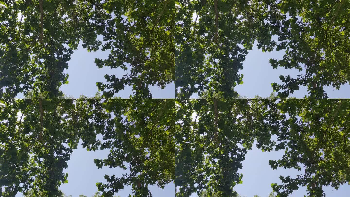 夏日绿色植物树叶风吹树枝实拍 (8)