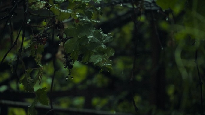 雨中树叶