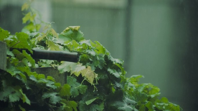 雨中树叶