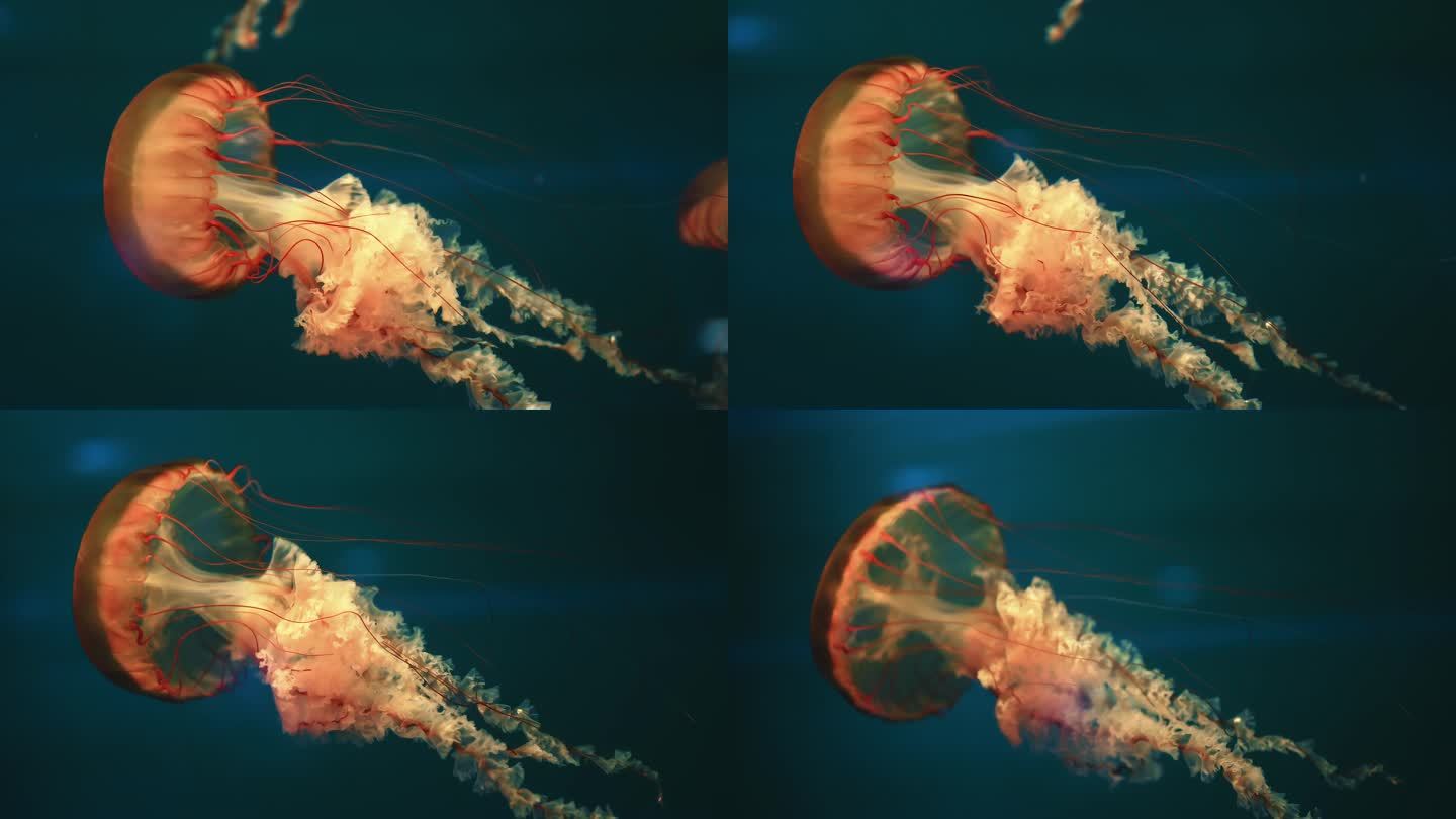 【4K原创】超唯美深海高清游动水母背景