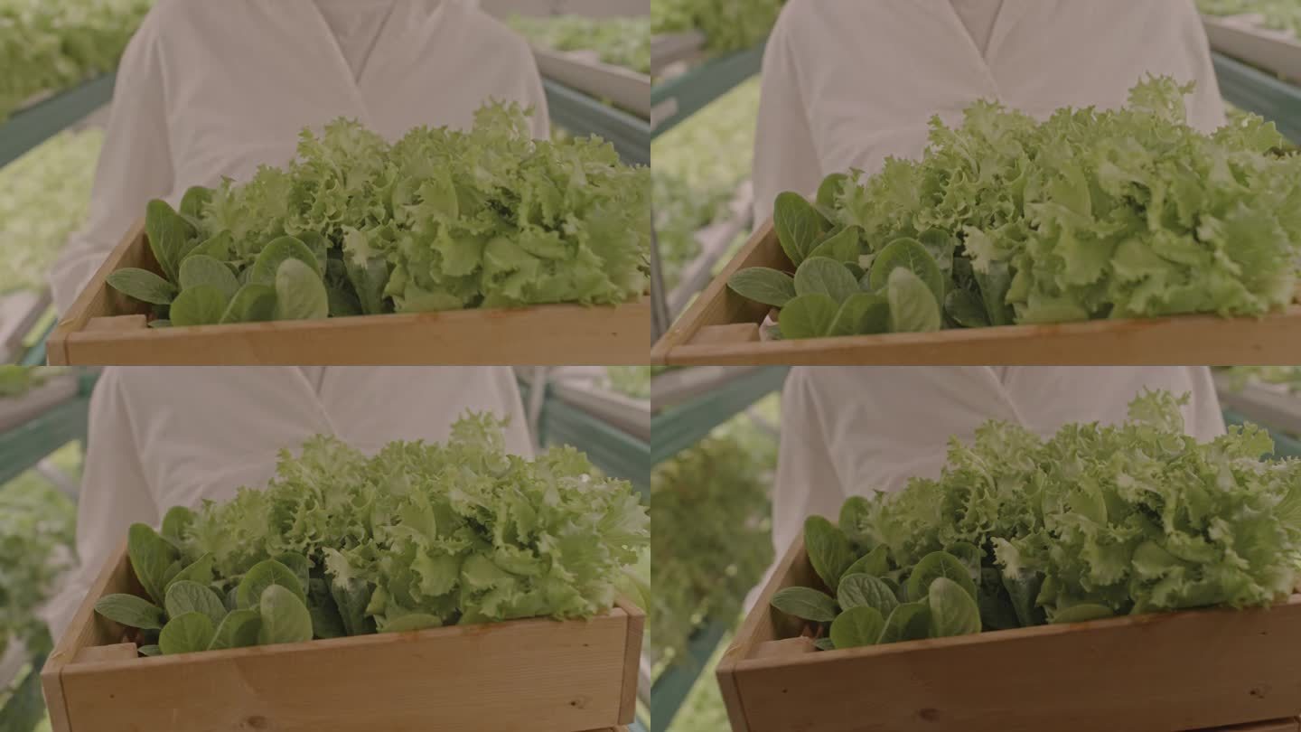 垂直农场工人拿着装有绿色调味料的盒子