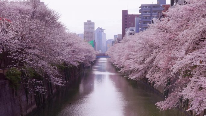 东京目黑河沿岸樱花盛开