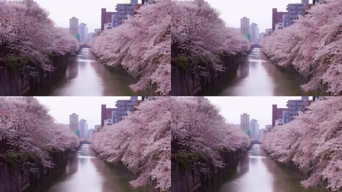 东京目黑河沿岸樱花盛开