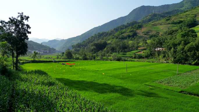 农村地区的绿色稻田