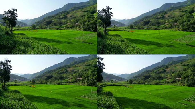 农村地区的绿色稻田