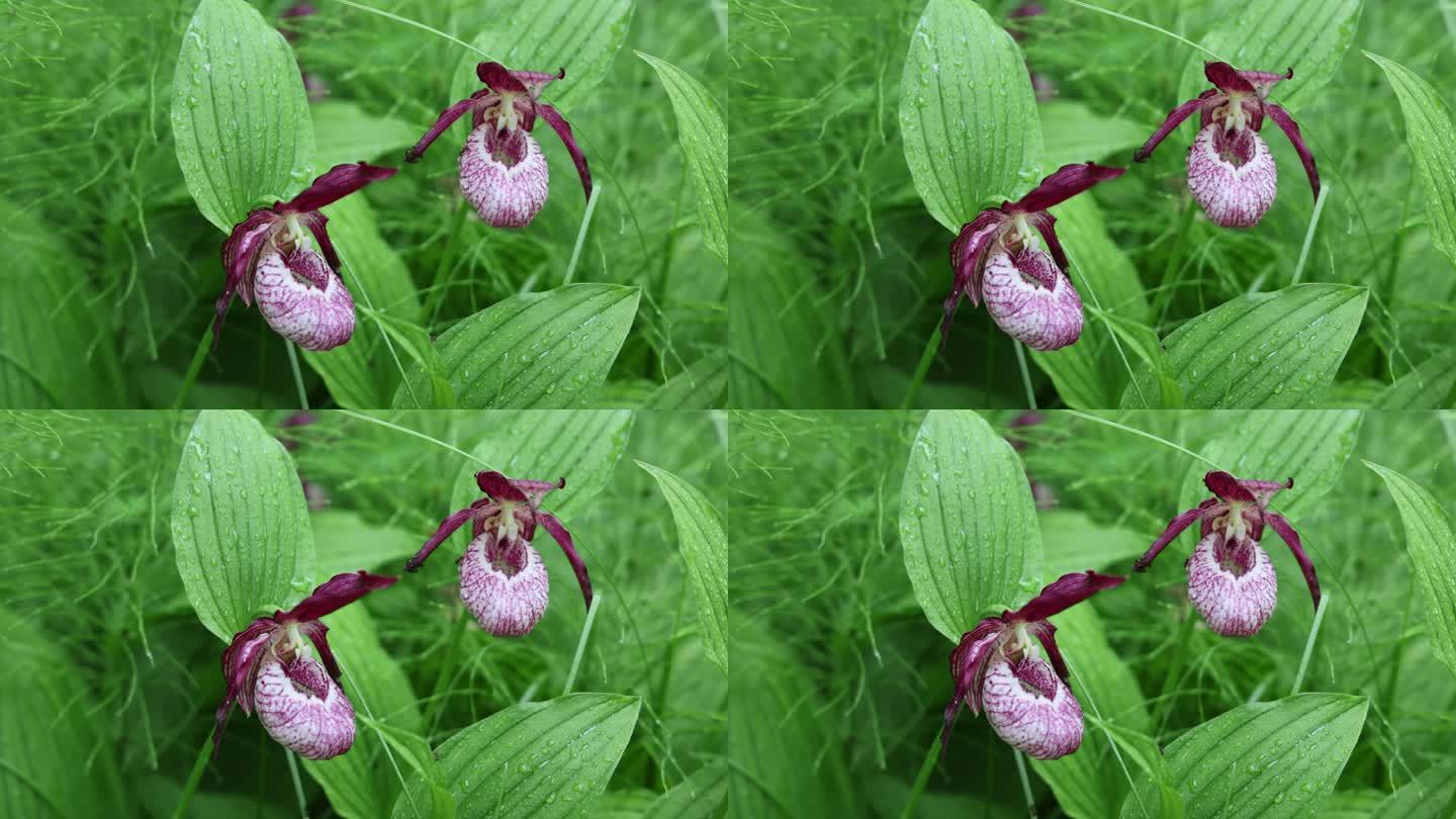 珍稀野生药用植物：大花杓兰