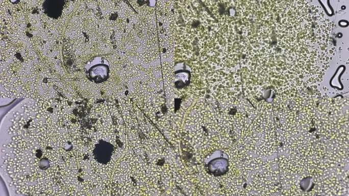 植物细胞观察红薯切片 (3)