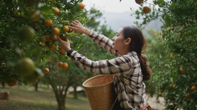 农妇照料她的橘子农场