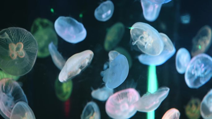 【4K原创】超唯美深海高清游动水母背景