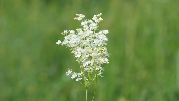 金缕草或蕨类金缕草的白花