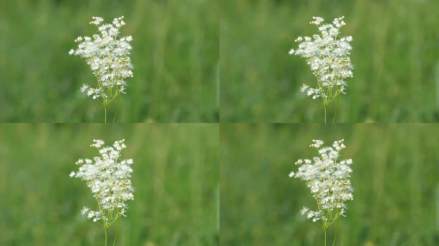 金缕草或蕨类金缕草的白花