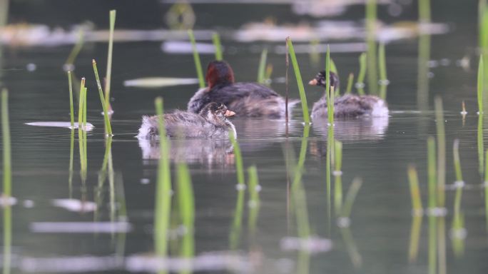 在湿地里游弋的水鸟一家