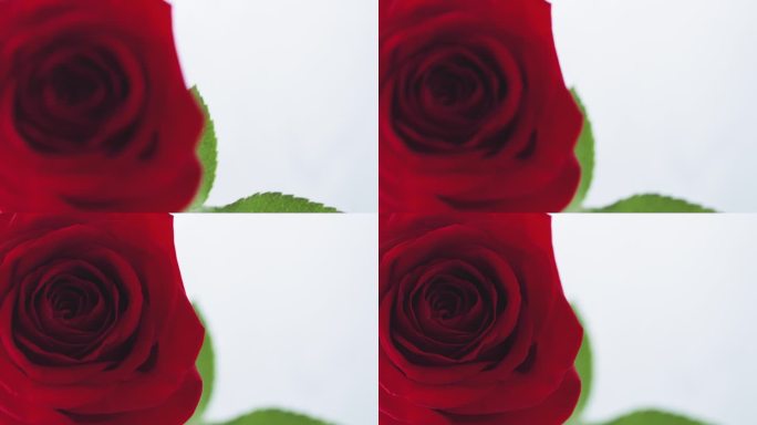 单红玫瑰在玻璃上的蓝色木桌焦点拉
