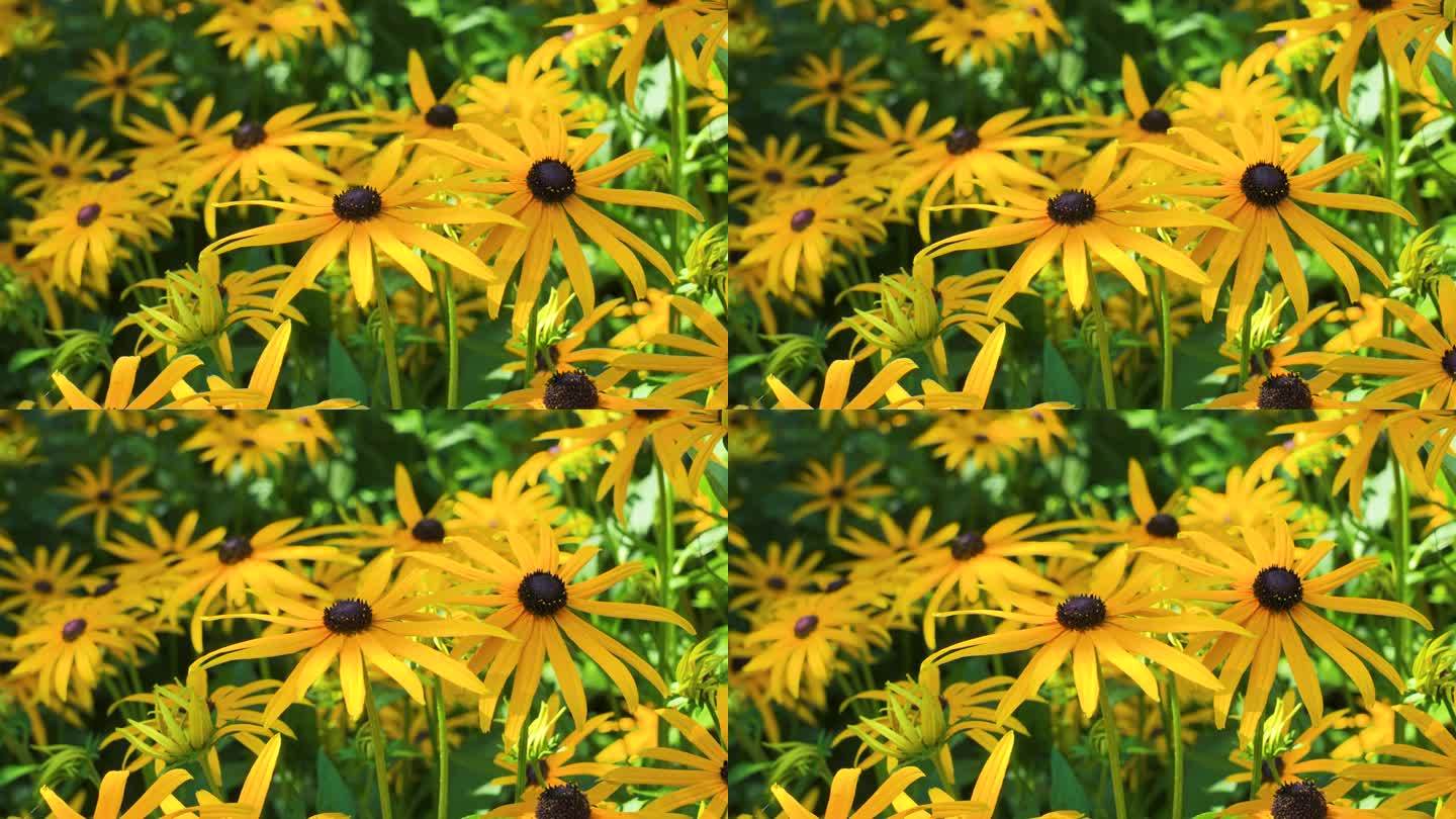 黑眼睛的苏珊在花园里开着美丽的黄花