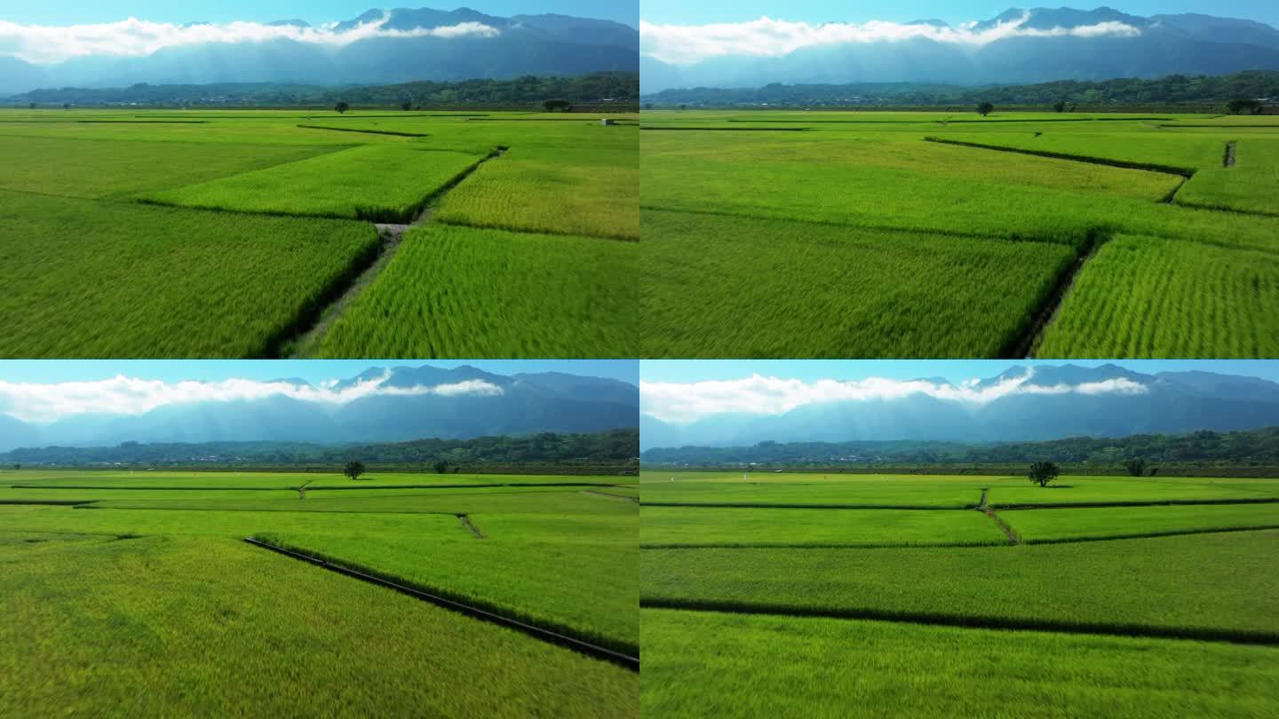 绿色稻田低角度鸟瞰图