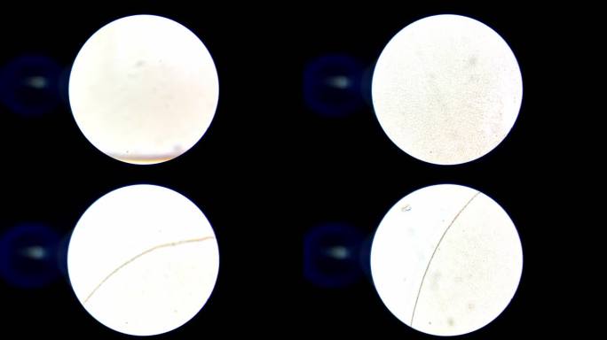 显微镜观察蛙卵单细胞 (1)