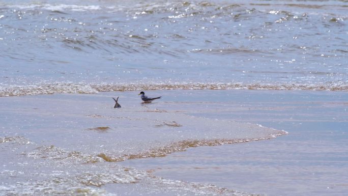 4K海滩上的白额燕鸥