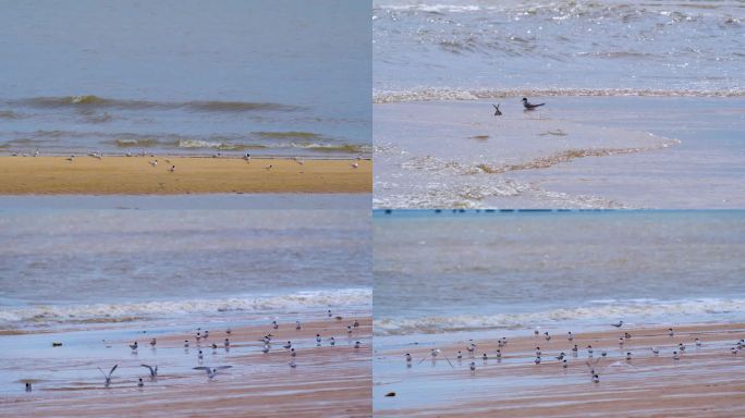 4K海滩上的白额燕鸥
