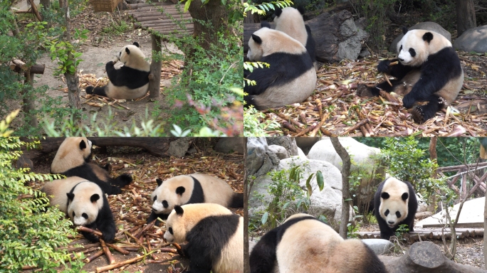 4k大熊猫吃竹子 玩耍