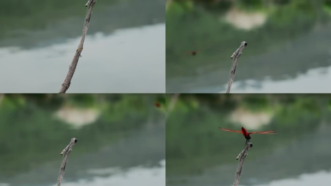蜻蜓视频水边枯枝上红色蜻蜓