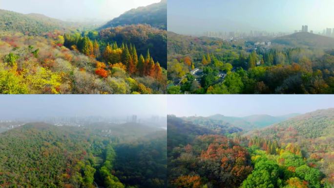 琅琊山秋天的红树林
