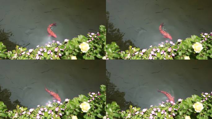 锦鲤在池塘游泳的升格慢镜
