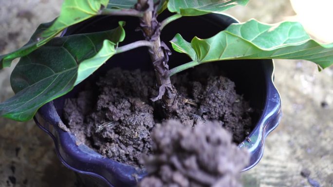 一名妇女在后院里用花盆种植植物