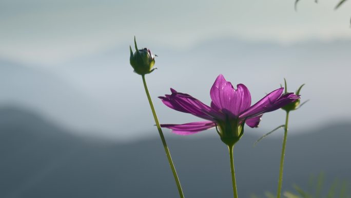 路边小花紫色秋英花