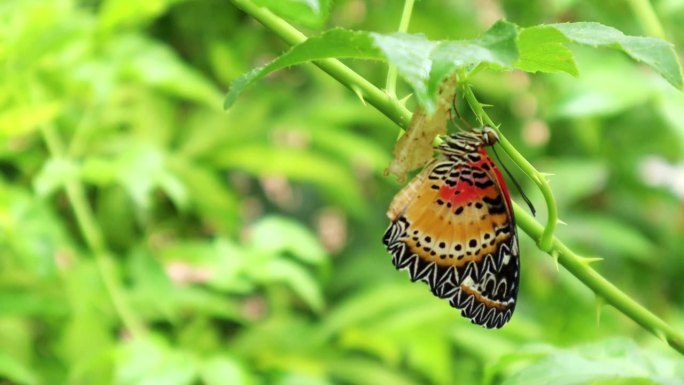 蝴蝶完美地融合了棕色和橙色，优雅地栖息在自然环境中的树枝上。
