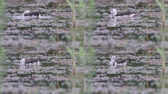 最小的水鸭——棉凫在湿地嬉戏