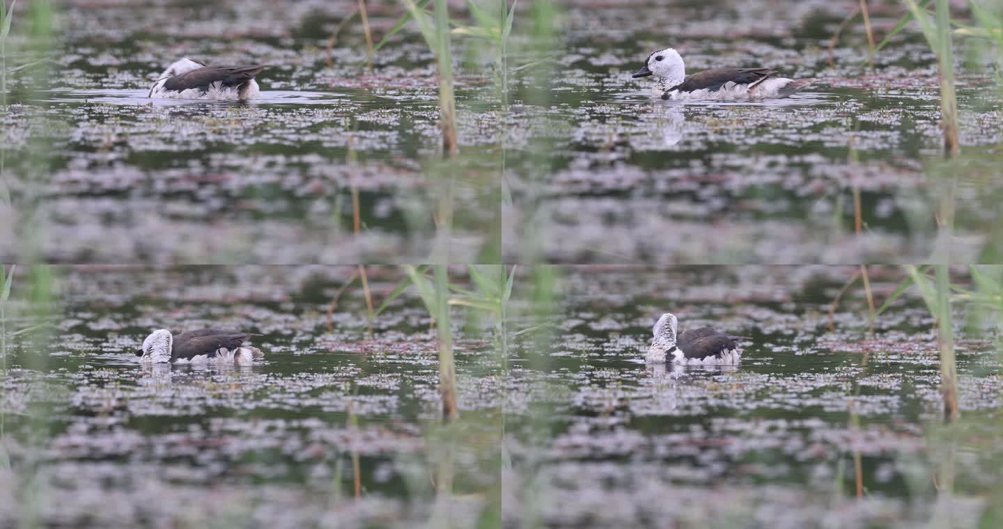 最小的水鸭——棉凫在湿地嬉戏