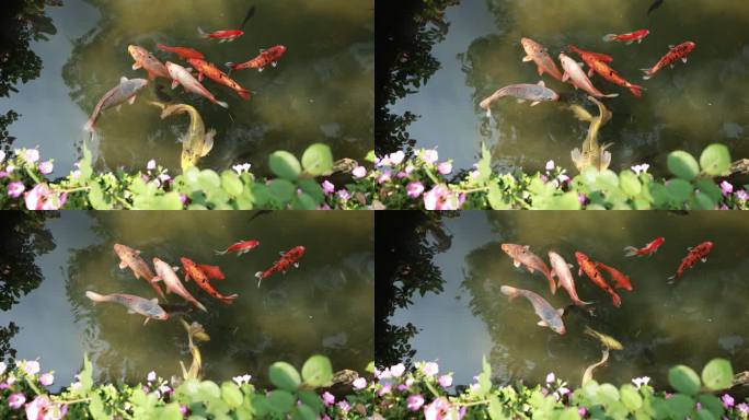 锦鲤在池塘游泳的升格慢镜