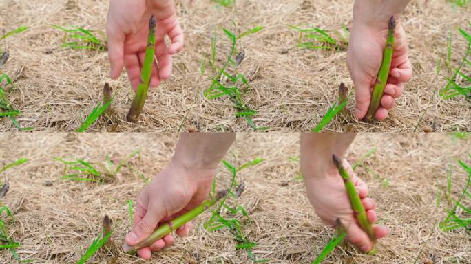 一只手正在采摘生长在花园床上的一根成熟的绿芦笋。花园的土壤上覆盖着干草。收获一种健康的饮食产品，一种