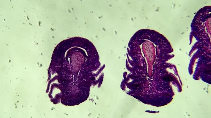 鱼鳃细胞切片显微镜 (3)