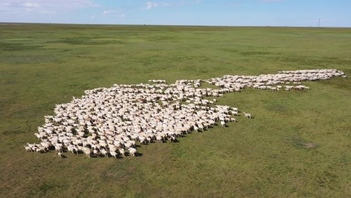 内蒙古牛羊成群土地复垦