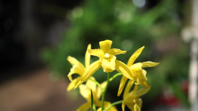 花园里金黄色的大蕙兰