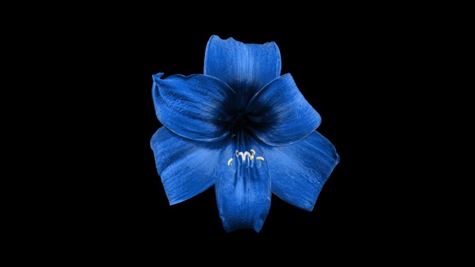 蓝朱顶花凋零的时间流逝。《美丽的终结》凋谢的花朵从生命中绽放。完美的春天植物马鞭草干燥速度快，在时间