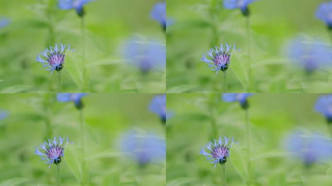 蓝色的野花。矢车菊或单身汉纽扣或半人马花或半人马花蒙大拿。缓慢的运动。