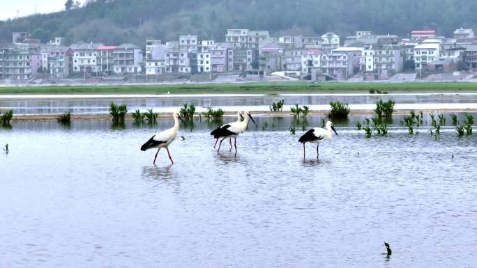 鄱阳湖湖面 鸟群