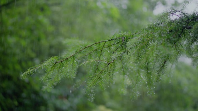 雨水落在松树的叶子上