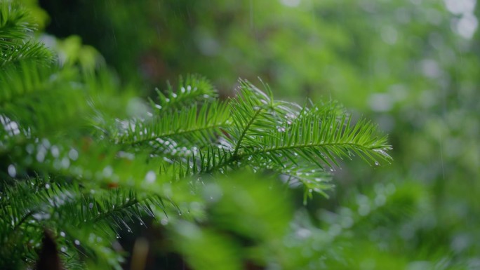 雨水落在松树的叶子上