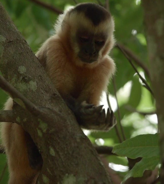 卷尾猴在树上吃东西