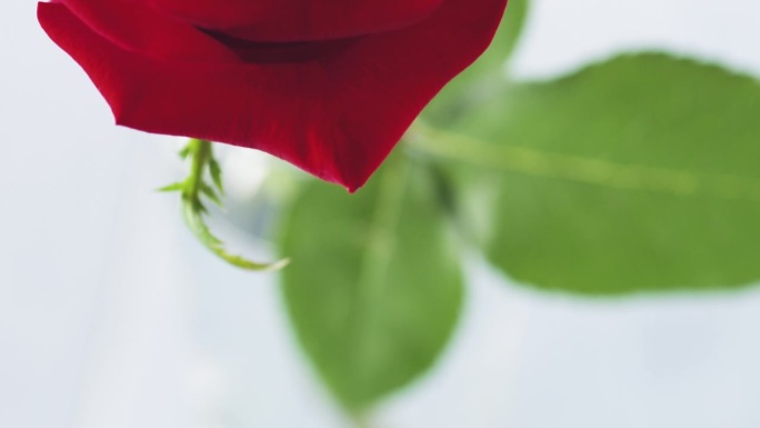 一朵红玫瑰装在玻璃杯里，放在蓝色的木桌盘上