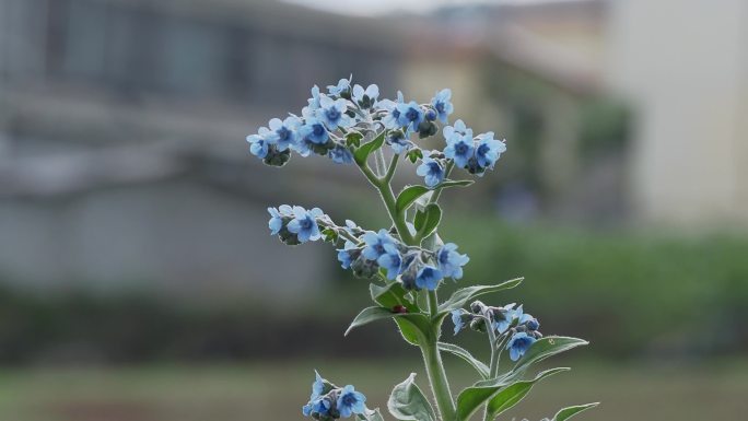 草原蓝色小花倒提壶