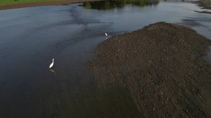 淄博孝妇河湿地的白鹭