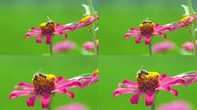 花丛中蜜蜂采蜜4K实拍