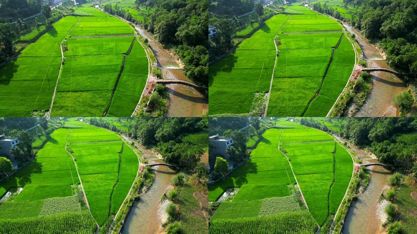 村庄稻田航拍绿色稻田