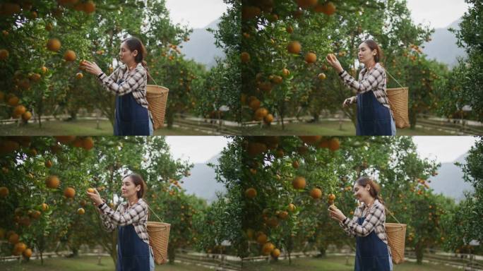 农民在农场里捡橙子