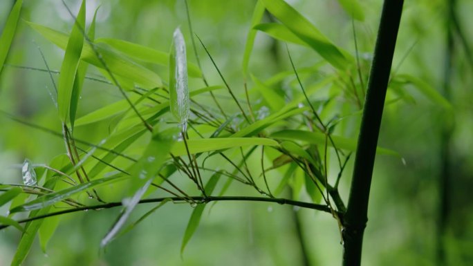 雨滴落在绿色的竹叶上